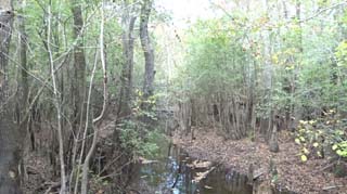 Cypress creek looking toward the previous corduroy road crossing